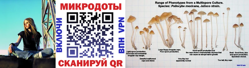 как найти закладки  Тотьма  Галлюциногенные грибы Psilocybine cubensis 